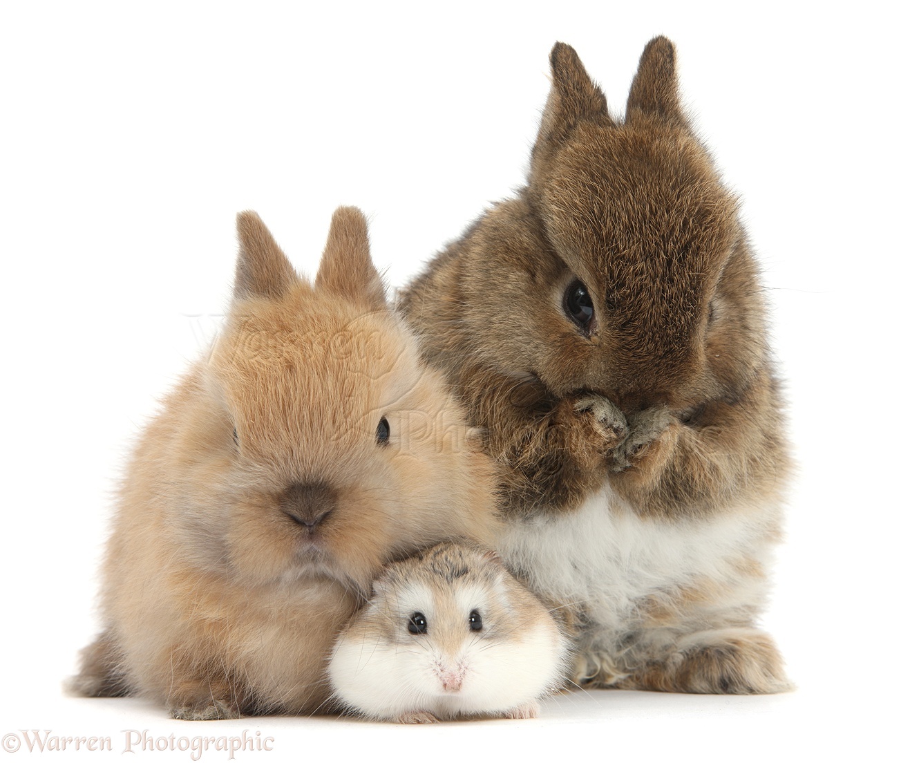39700-Roborovski-Hamster-with-cute-baby-bunnies-white-background.jpg