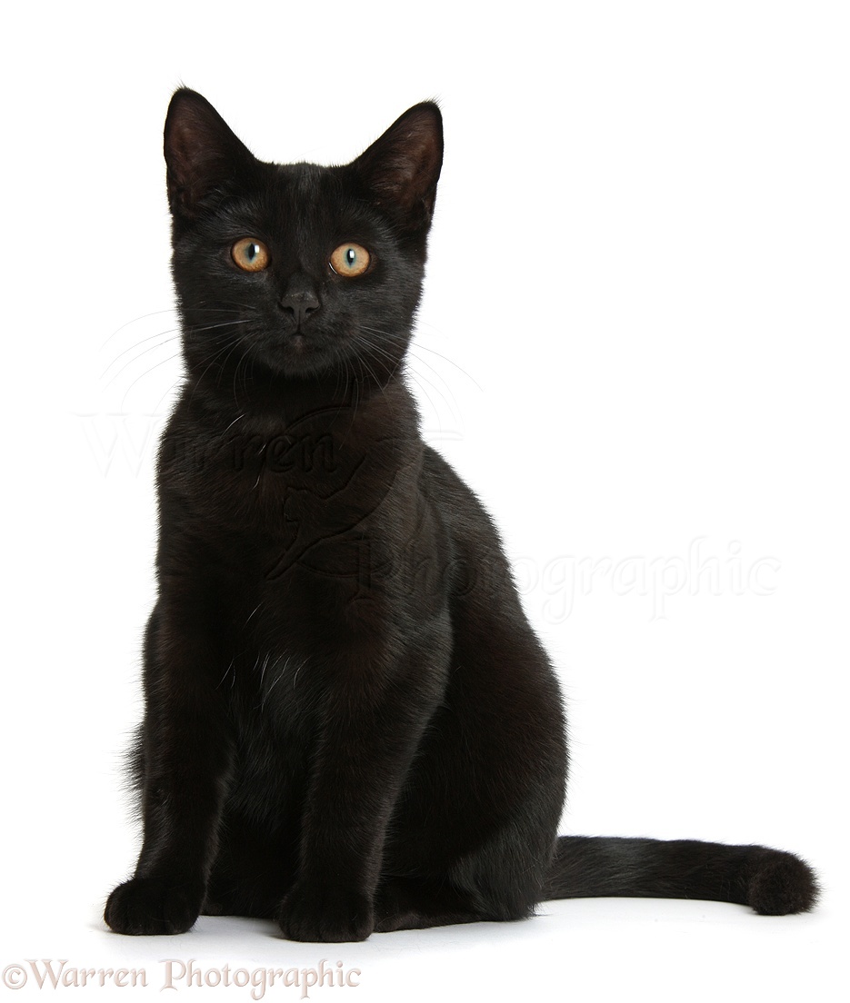 WP39837 Black female cat, Pachie , 5 months old, sitting.