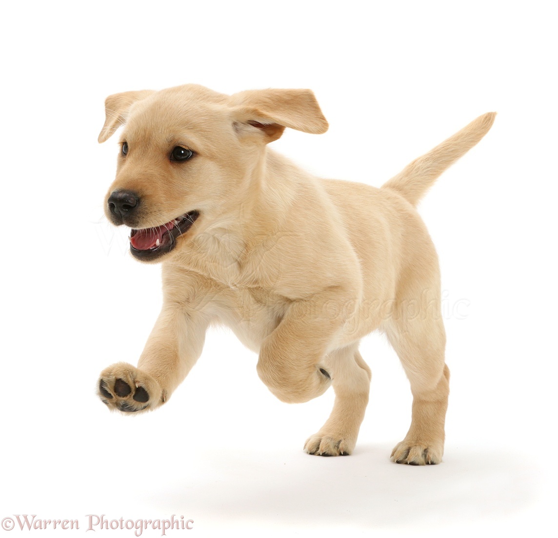 41149-Cute-Yellow-Labrador-puppy-running-white-background.jpg