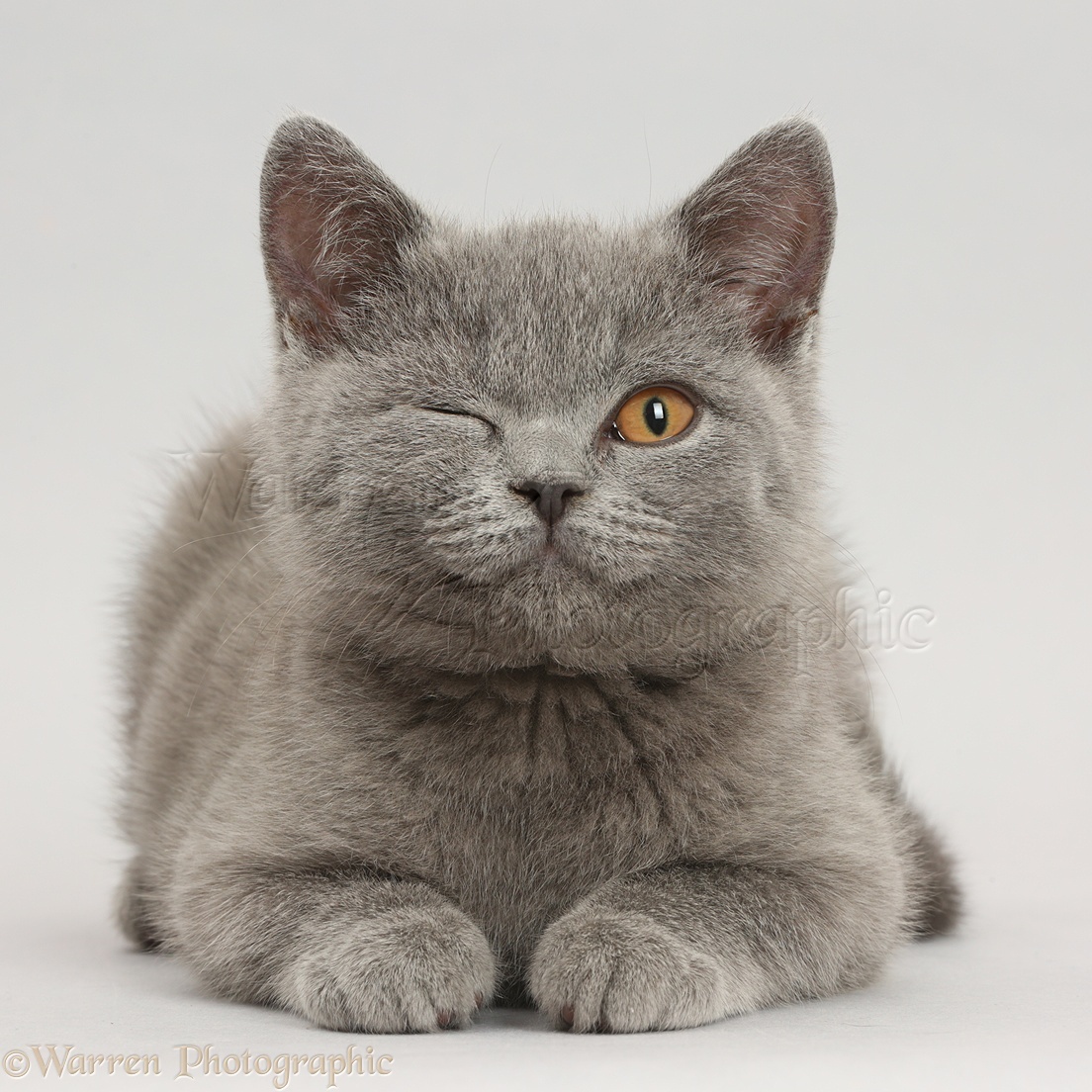 Pin by Susan Reed on Cats and Kittens British shorthair