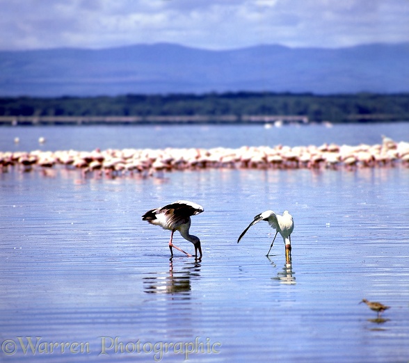 Yellow-billed Storks (Mycteria ibis) shading the water's surface while fishing.  East Africa