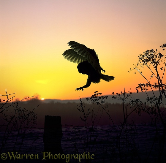 Barn Owl (Tyto alba) alighting on a fencepost