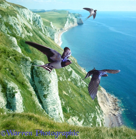 Swallow (Hirundo rustica) group over the cliffs of southern England