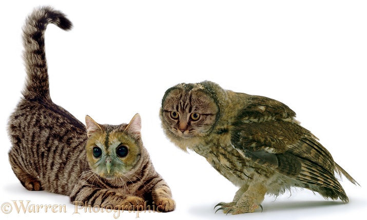 Owl & Pussycat face swap, white background