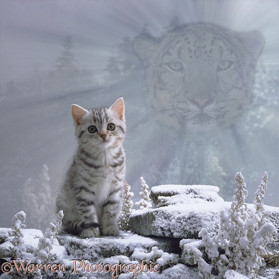 Spirit of the cat - Snow Leopard