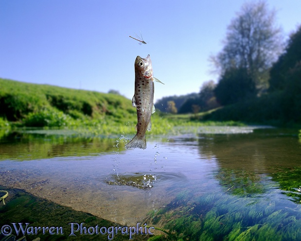 Brown Trout (Salmo trutta) fingerling, leaping at a damselfly.  Europe
