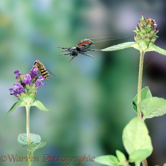 Jumping Spider (Phidippus clarus) pouncing on a hoverfly