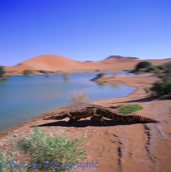 Nile Crocodile (Crocodylus niloticus) heading for water.  Africa
