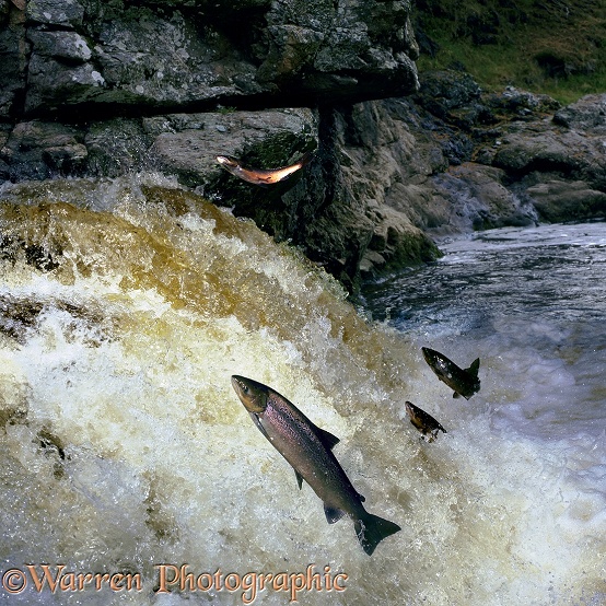 Atlantic Salmon (Salmo salar) in breeding colours leaping a waterfall