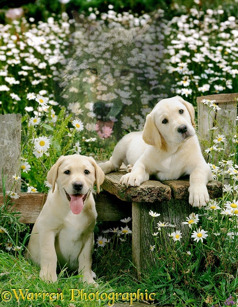 Spirit of the Dog - Labradors in a daisy field