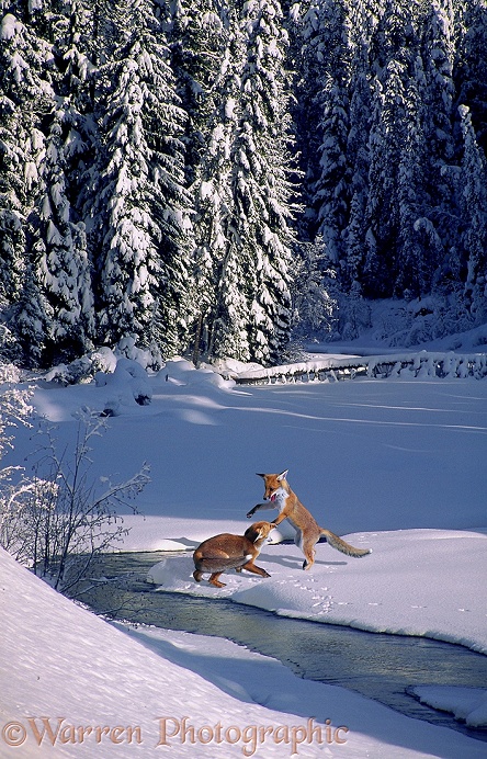Red Foxes (Vulpes vulpes) at play in snow
