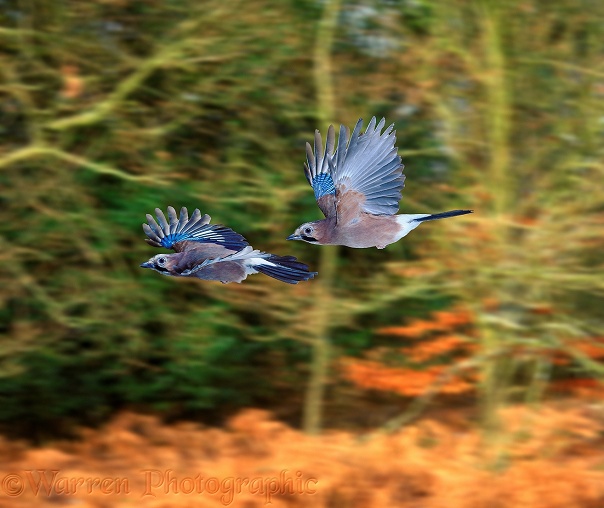 European Jay (Garrulus glandarius) pair in flight