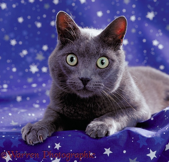 Grey cat with a star reflected in its eyes