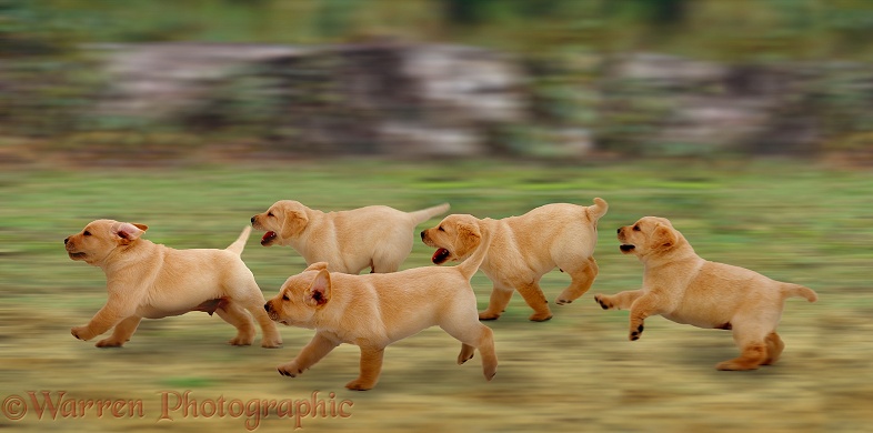 A family of Labrador pups on the move