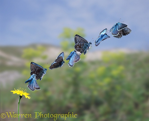 Chalkhill Blue Butterfly (Lysandra coridon) taking off.7 images at 20 millisecond intervals