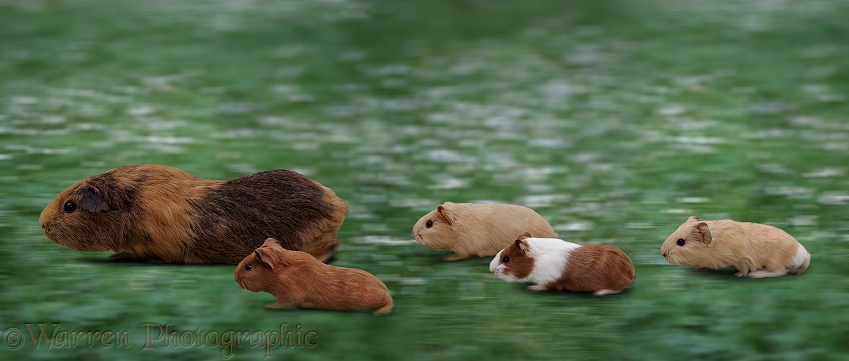 Guinea pigs in motion