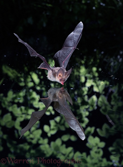Long-eared Bat (Plecotus auritus) flying over and drinking from a woodland pool