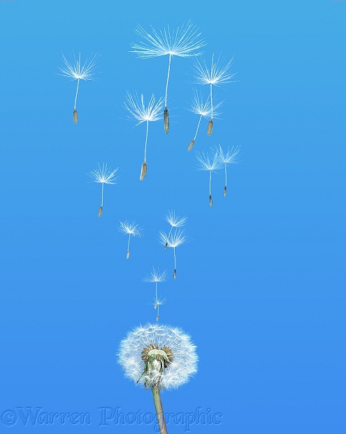 Dandelion (Taraxacum officinale) seeds blowing in the wind