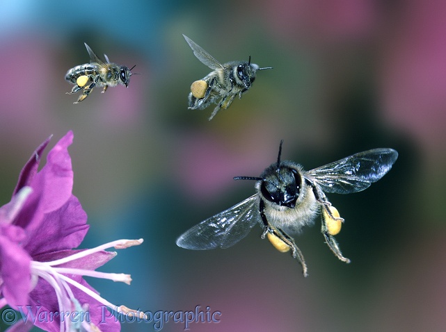 Honey Bee (Apis mellifera) workers approaching a Rosebay flower