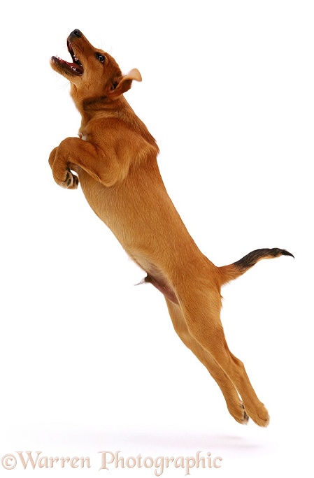 A young Dog takes a flying leap, white background