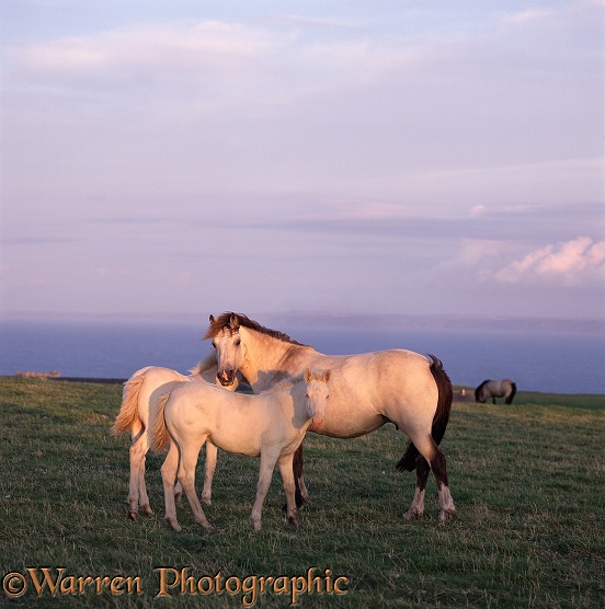 Lundy Mare and Foals. Originally a cross between Welsh Mountain and New Forest Ponies, now a recognised and rare breed.  Lundy Island, England