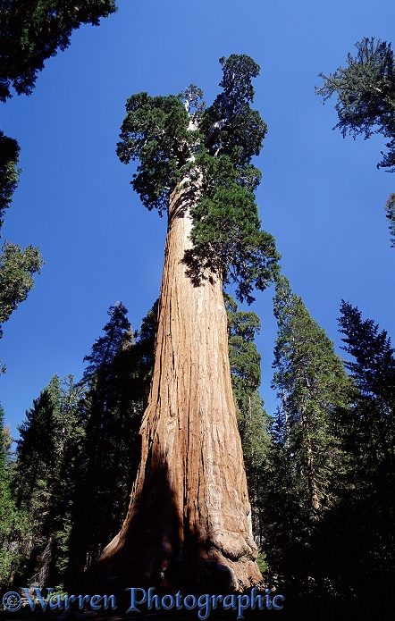 'General Grant' Giant Sequoia (Sequoiadendron giganteum).  California, USA