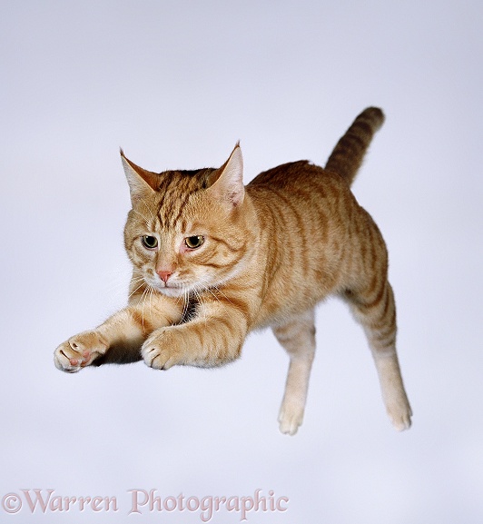 Leaping ginger cat, white background