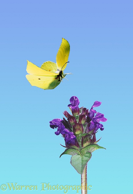 Brimstone Butterfly (Gonepteryx rhamni) male about to alight on Selfheal flower.  Europe