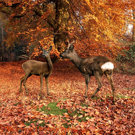 Roe Deer (Capreolus capreolus) pair in autumn beech wood.  Europe