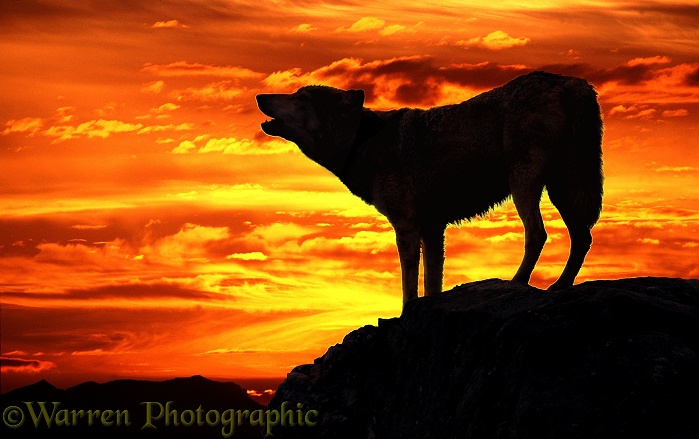 Wolf (Canis lupus) howling at sunset