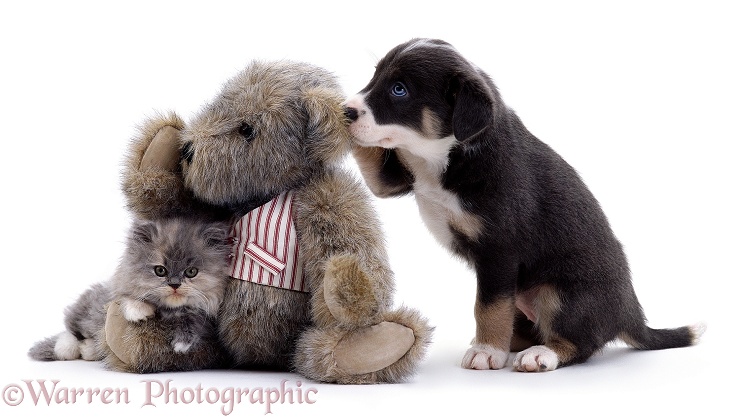 Kitten, Border Collie puppy, and Teddy bear, white background