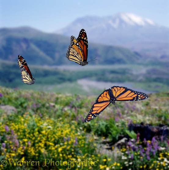 Monarch Butterflies (Danaus plexippus) on migrational flight in North America