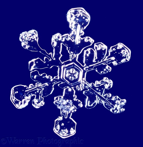 Snow crystal