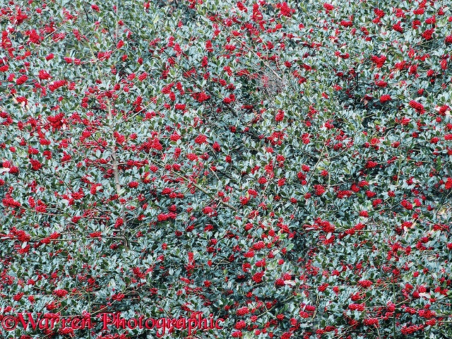 Holly (Ilex aquifolium) berries