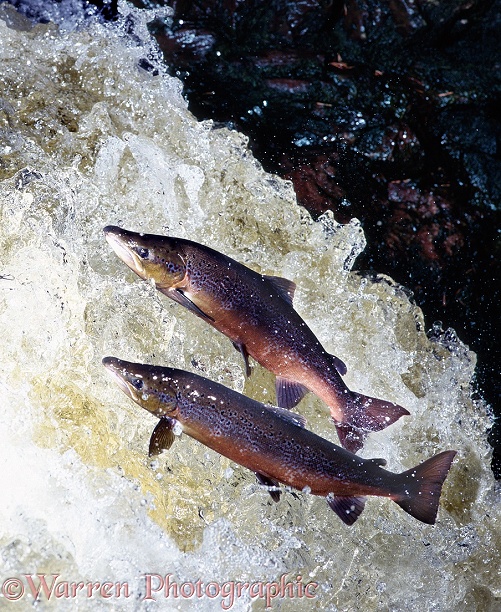Atlantic Salmon (Salmo salar) males in breeding colours leaping a waterfall in Scotland