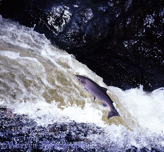 Atlantic Salmon (Salmo salar) female in breeding colours leaping a waterfall