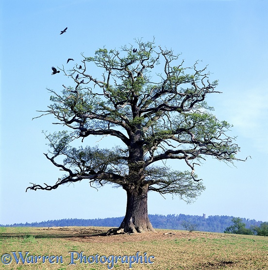 English Oak (Quercus robur) - Spring (04-05-1998).  Surrey, England