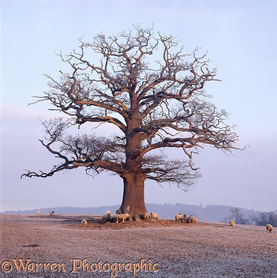 English Oak (Quercus robur) - Winter with sheep (30-01-1998).  Surrey, England