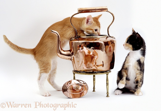 Cats & Copper Kettle, white background