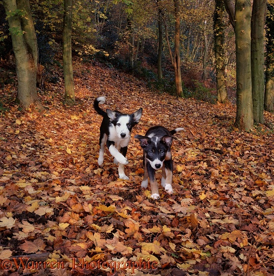 Border Collie puppies, running through Autumn leaves