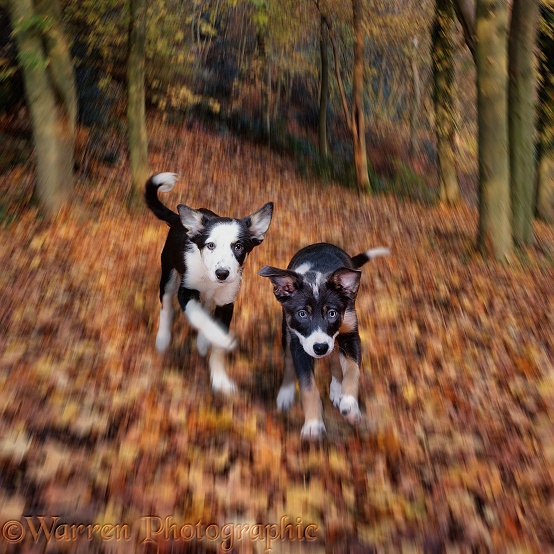 Border Collie puppies running trough autumn leaves
