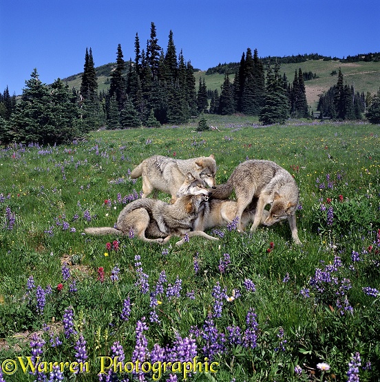 Grey Wolf (Canis lupus) family among lupines. Submissive juveniles plague their mother, muzzle-bumping/food soliciting.  Europe, Asia and N. America
