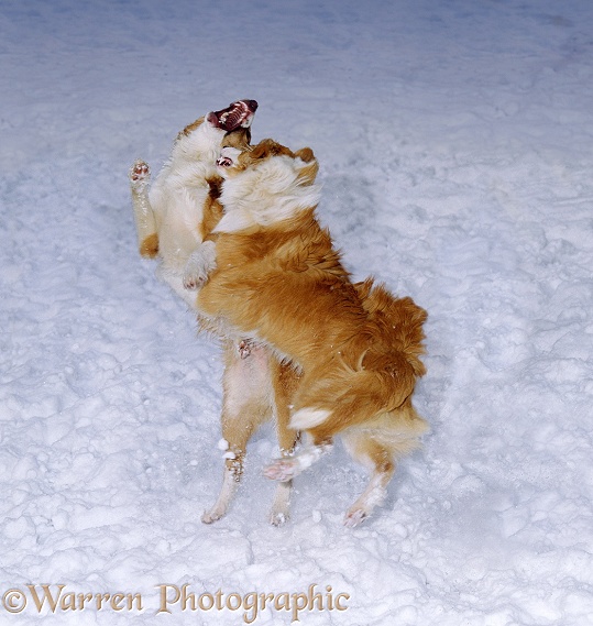 Sable-and-white Border Collies, fighting in snow