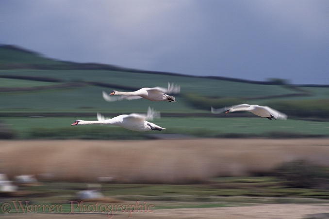 Three Mute Swans (Cygnus olor) flying over their nesting ground