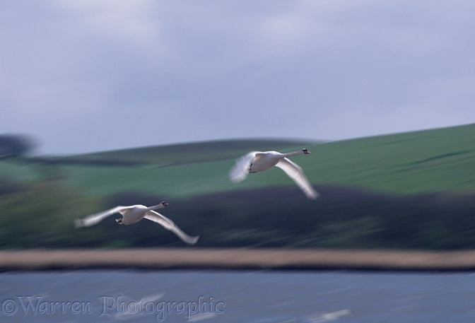 Mute Swans (Cygnus olor) in flight