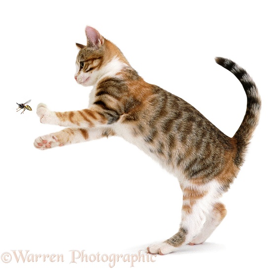 Young torbie cat, trying to catch a wasp, white background