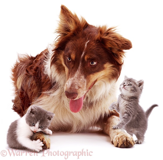 Red tricolour Border Collie Chester, with playful kittens, white background