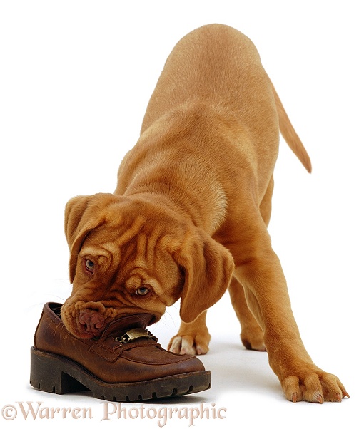 Dogue de Bordeaux chewing a shoe, white background