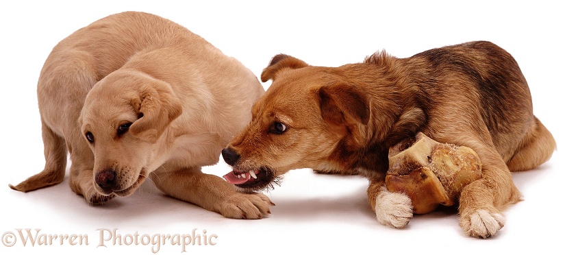 Yellow Labrador pup, 12-weeks-old, crying away from food-guarding Lakeland Terrier x Border Collie, Bess, white background