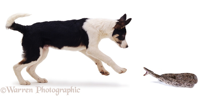 A Border Collie Pup leaps back to avoid a striking Rat Snake (Elaphe obsoleta), white background